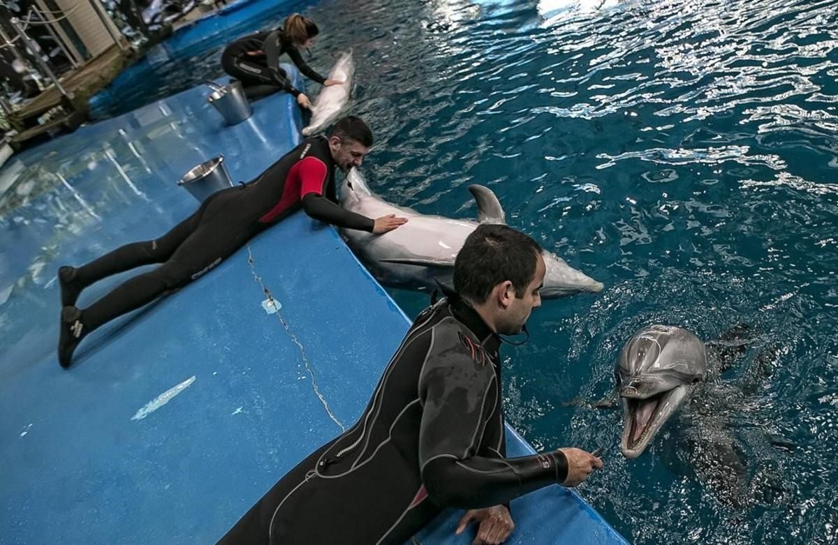 El delfinario del Zoo de Barcelona. El delfinario del Zoo de Barcelona.