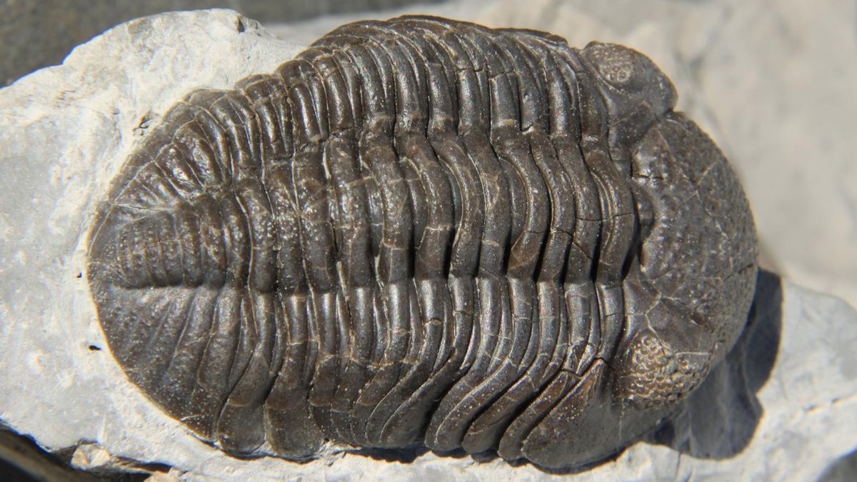 Hallada en Cumbres de San Bartolomé (Huelva) una nueva especie de fósil de trilobites