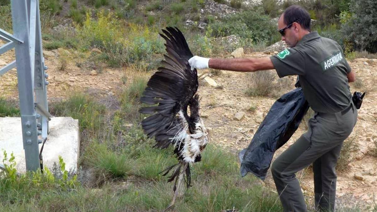 Una ave electrocutada en la comarca de la Noguera. Una ave electrocutada en la comarca de la Noguera.