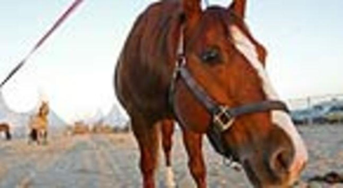 Un caballo. Un caballo.