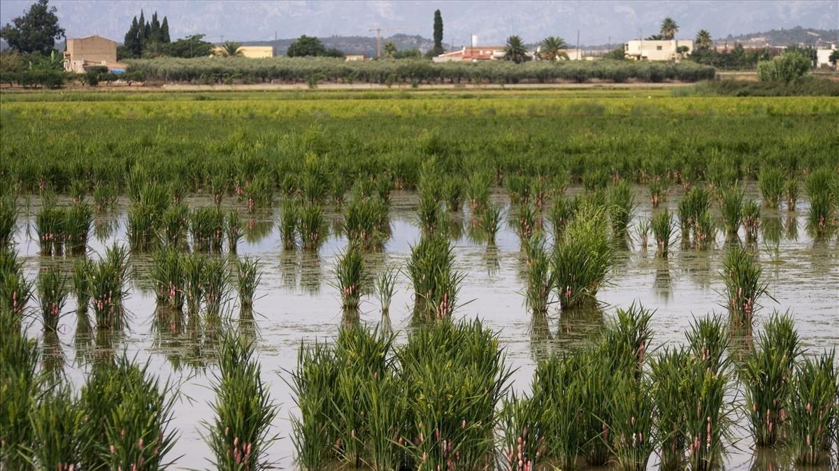 Campos de arroz en el delta del Ebro. Campos de arroz en el delta del Ebro.