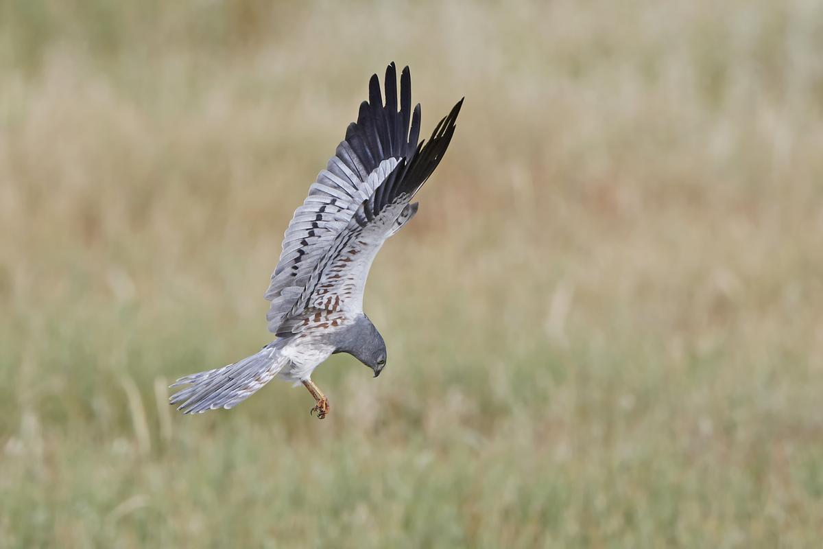 Un macho de aguilucho cenizo sobrevuela un campo de cereales.