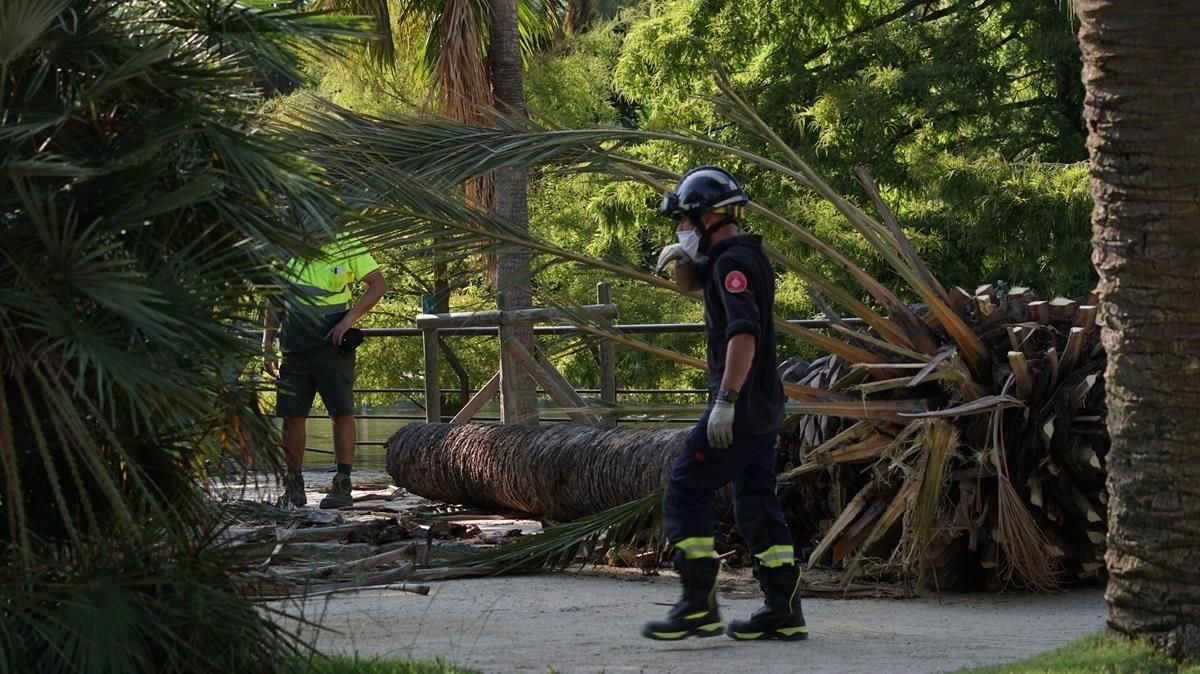 La parte superior de la palmera que, el martes pasado, se desplomó en el parque de la Ciutadella causando una víctima mortal. La parte superior de la palmera que, el martes pasado, se desplomó en el parque de la Ciutadella causando una víctima mortal.