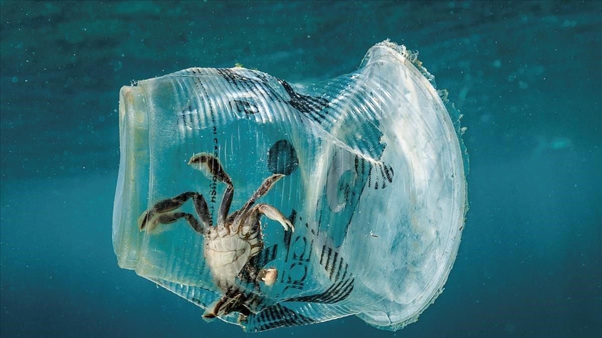 Un cangrejo atrapado en un vaso de plástico. Un cangrejo atrapado en un vaso de plástico.