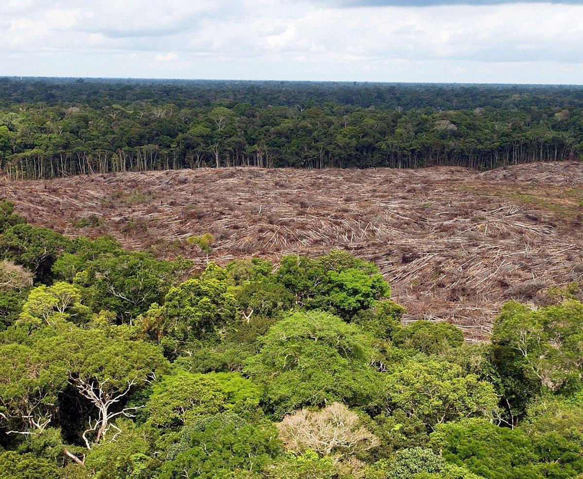 La actividad humana ha degradado casi el 40% de la Amazonía en menos de veinte años