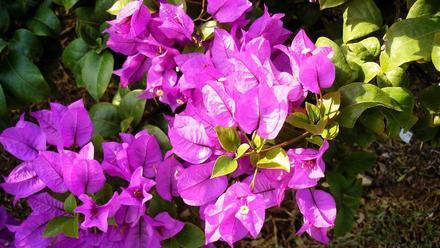 Plantas trepadoras con flor: Tipos y cuidados