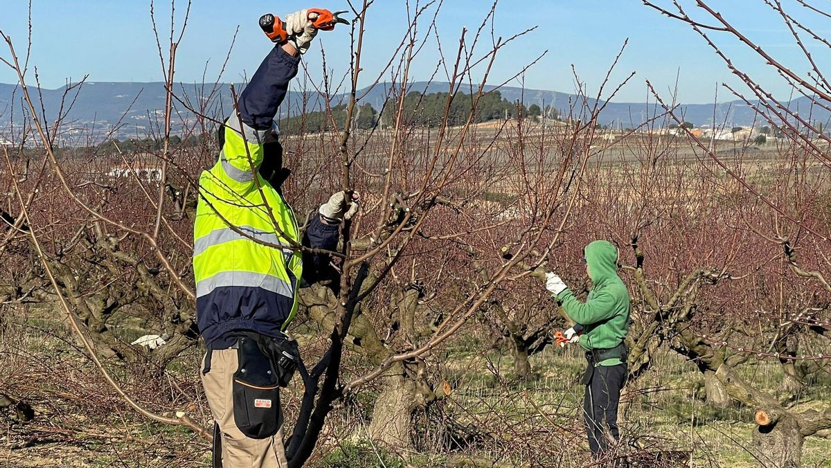 Dos jóvenes podan melocotoneros en la iniciativa de relieve agrario Coopera, un Proyecto Singular de la cooperativa Actúa Dos jóvenes podan melocotoneros en la iniciativa de relieve agrario Coopera, un Proyecto Singular de la cooperativa Actúa