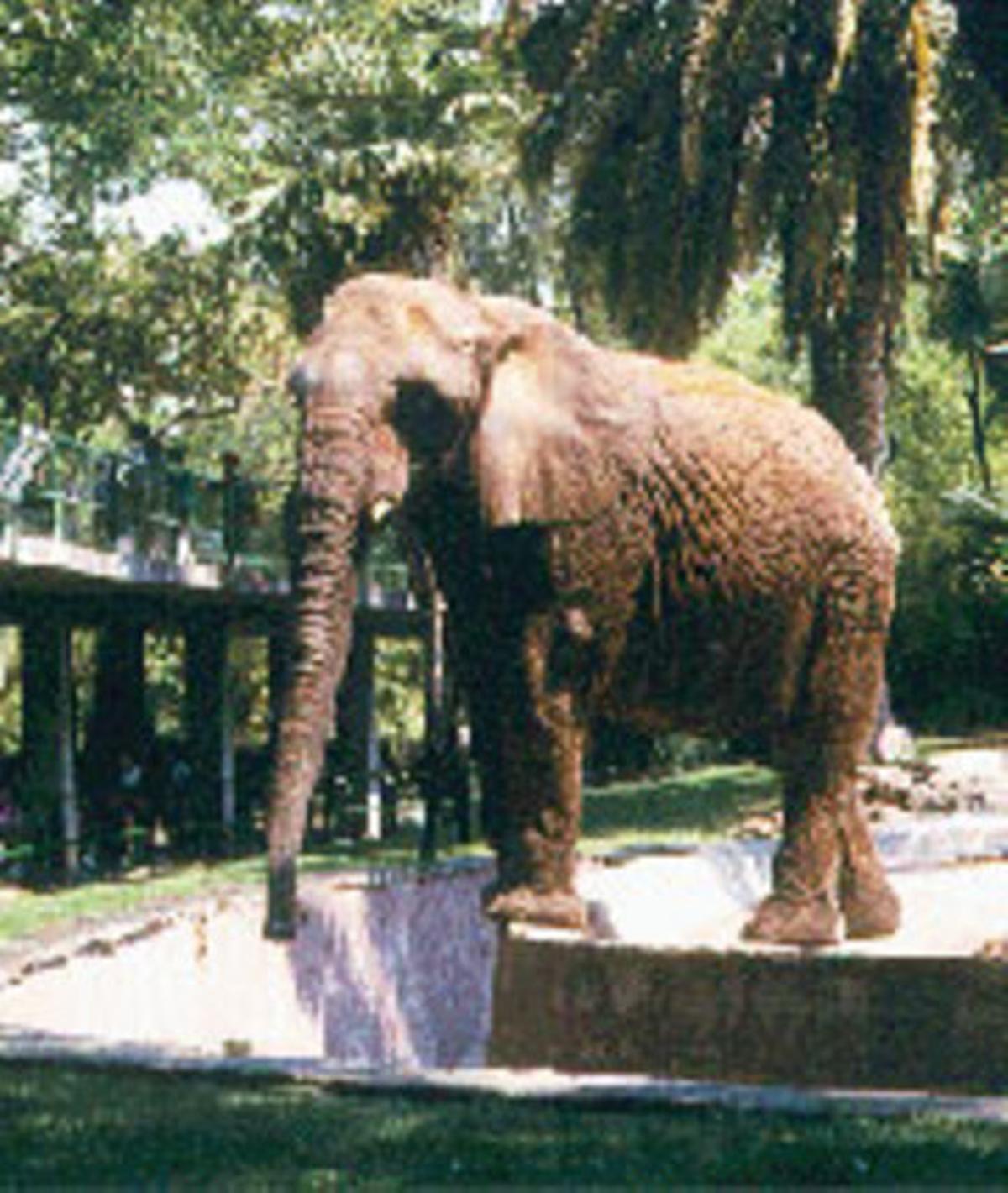 Una de las dos elefantas que tenía hasta hoy el Zoo de Barcelona.