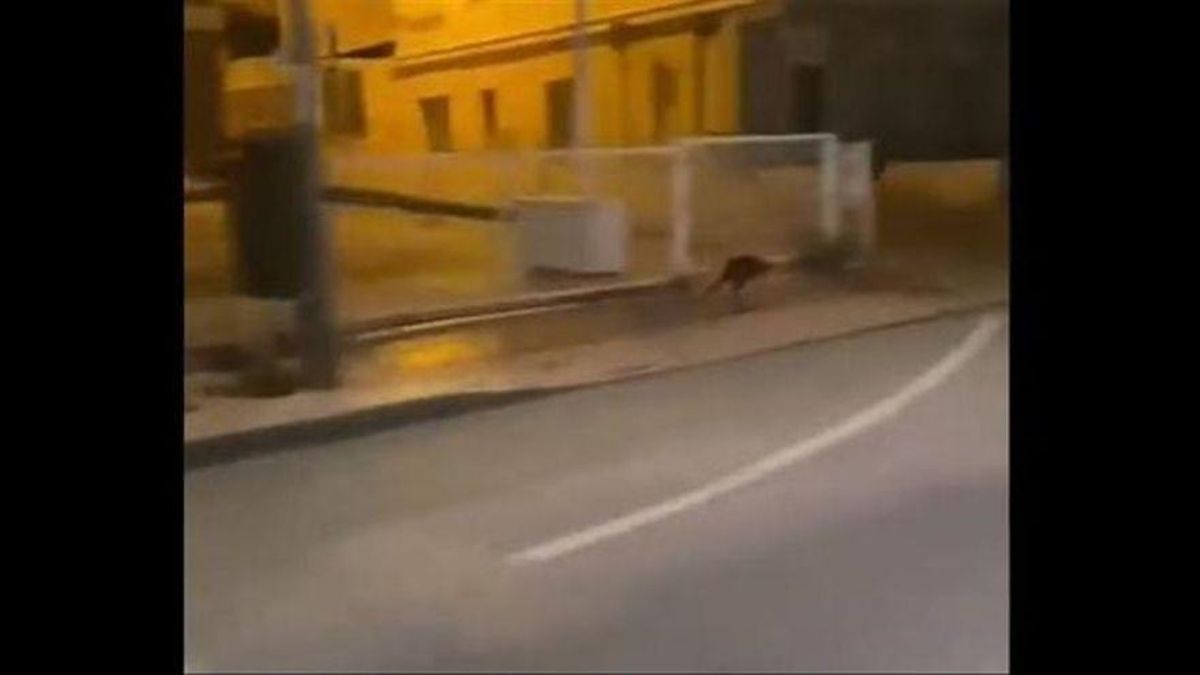El canguro visto en Murcia. El canguro visto en Murcia.