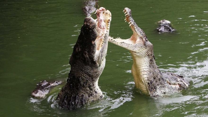 Un cocodrilo mata en Etiopía a un pastor protestante que bautizaba en un  lago