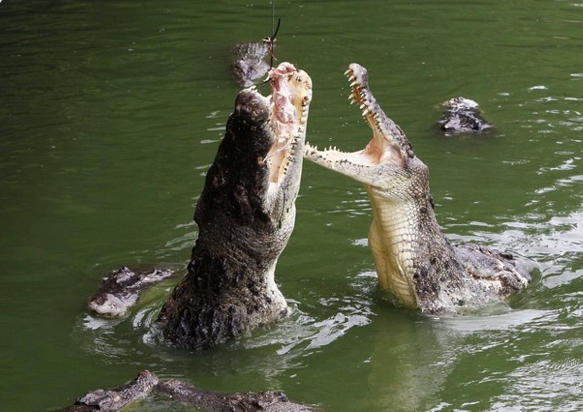 Unos cocodrilos saltan para alcanzar un trozo de comida en una granja de Pattaya (Tailandia).