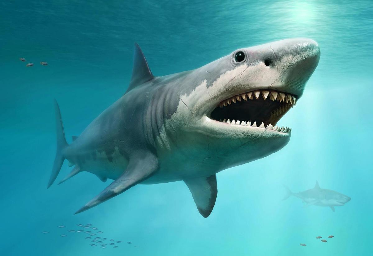 Los tiburones blancos pudieron haber contribuido a la extinción del megalodón