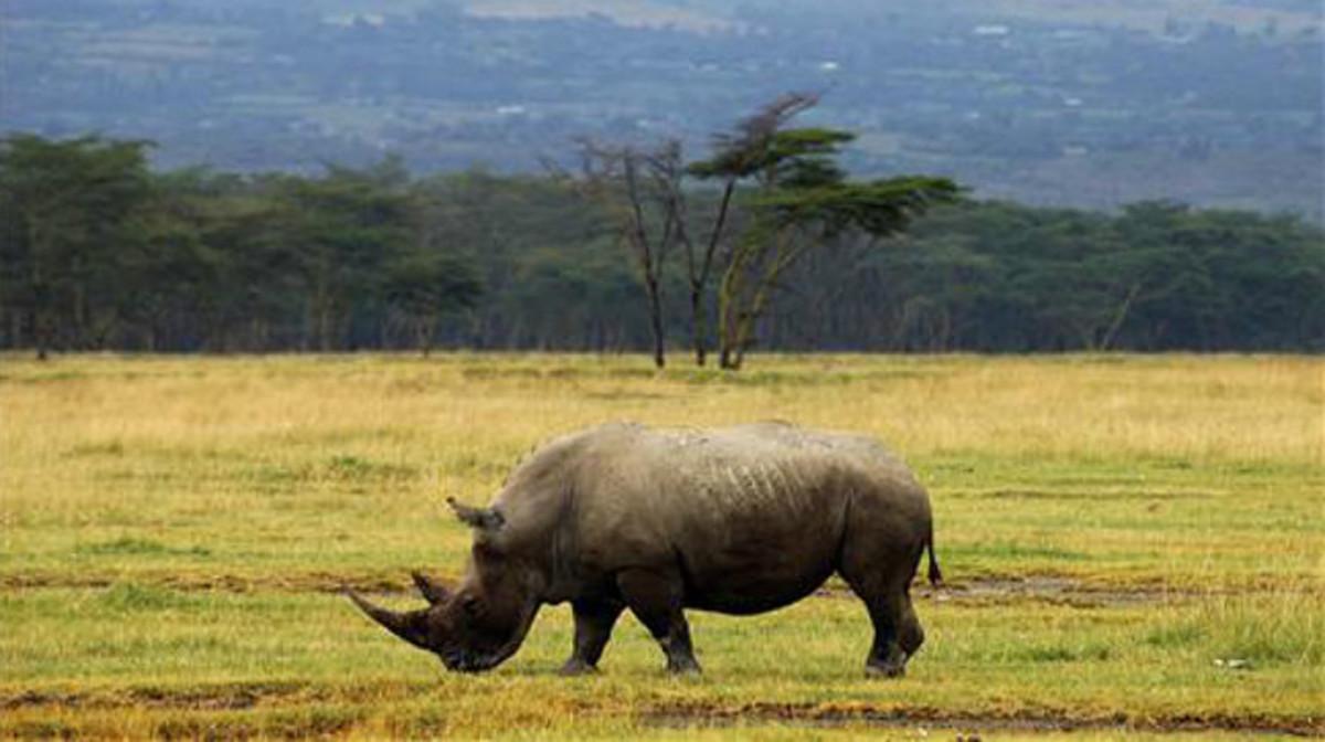 Un rinoceronte en Kenia. 