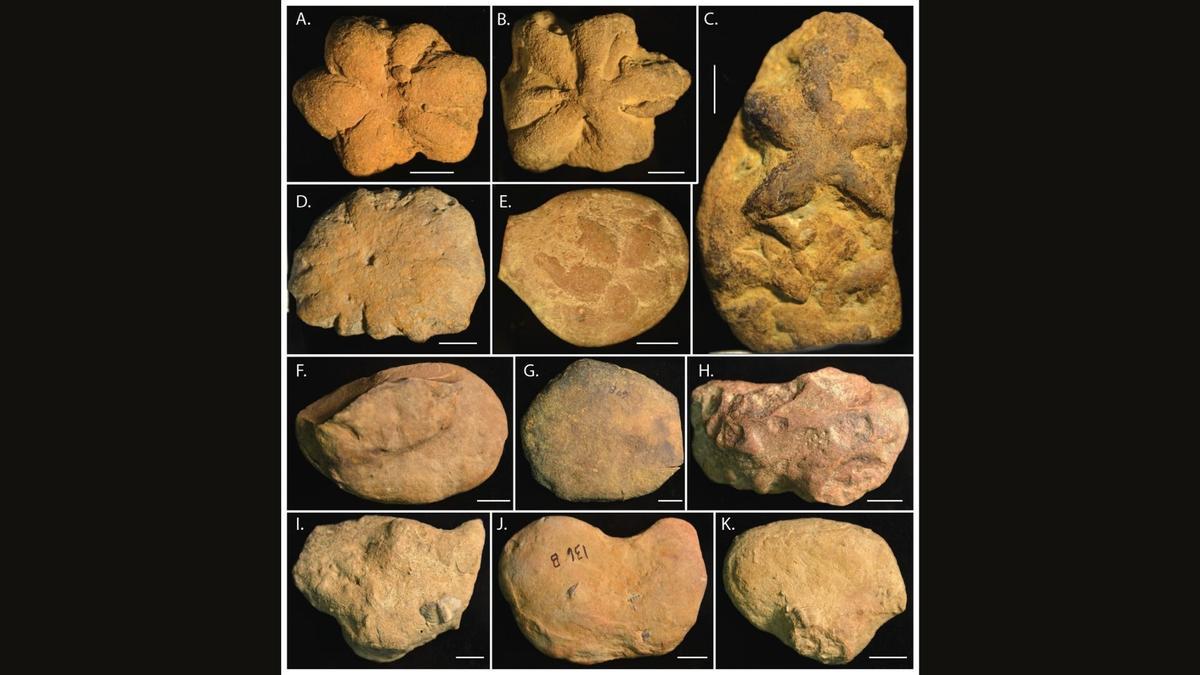 Un estrany «fòssil» descobert fa més d’un segle continua sent un misteri