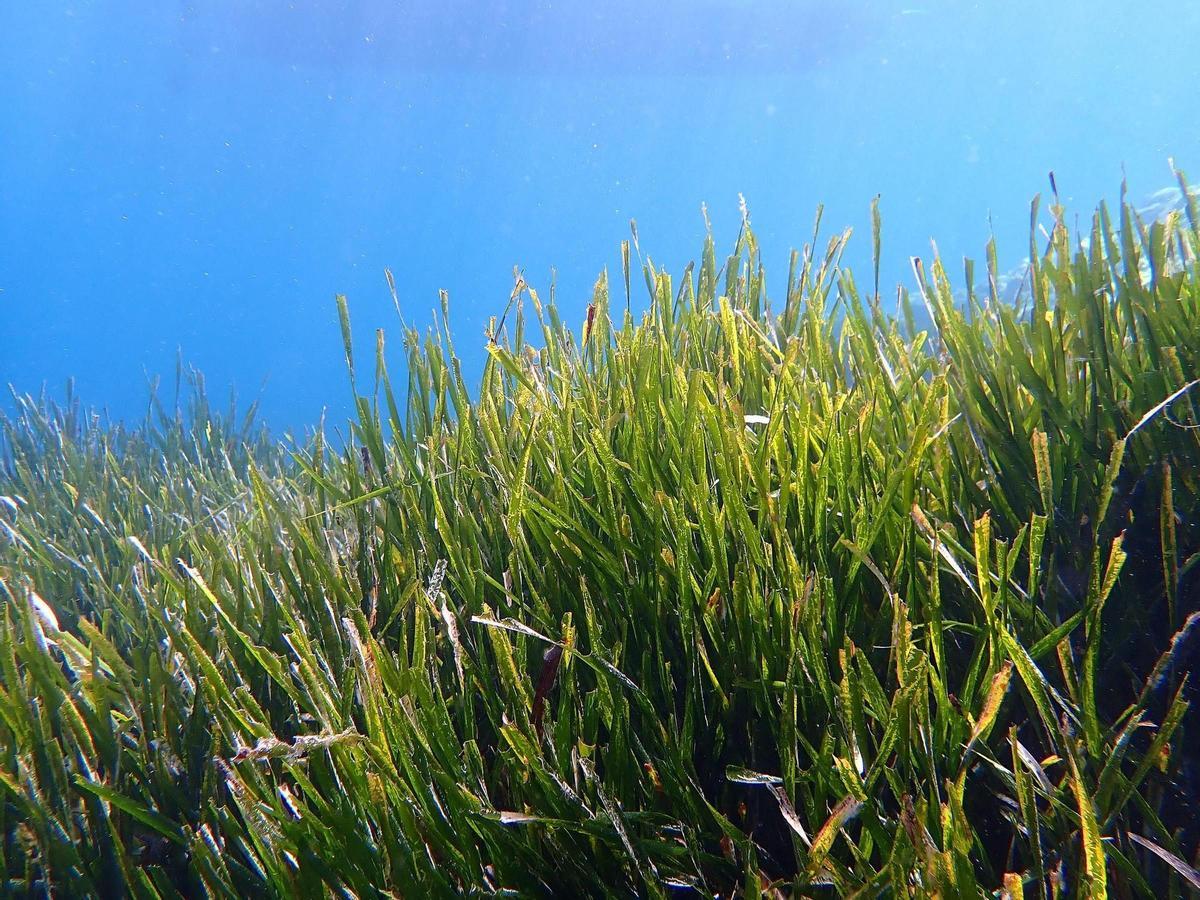 Ejemplares de posidonia oceánica, una especie emblemática del mar Mediterráneo y ahora amenazada por la crisis climática. Ejemplares de posidonia oceánica, una especie emblemática del mar Mediterráneo y ahora amenazada por la crisis climática.