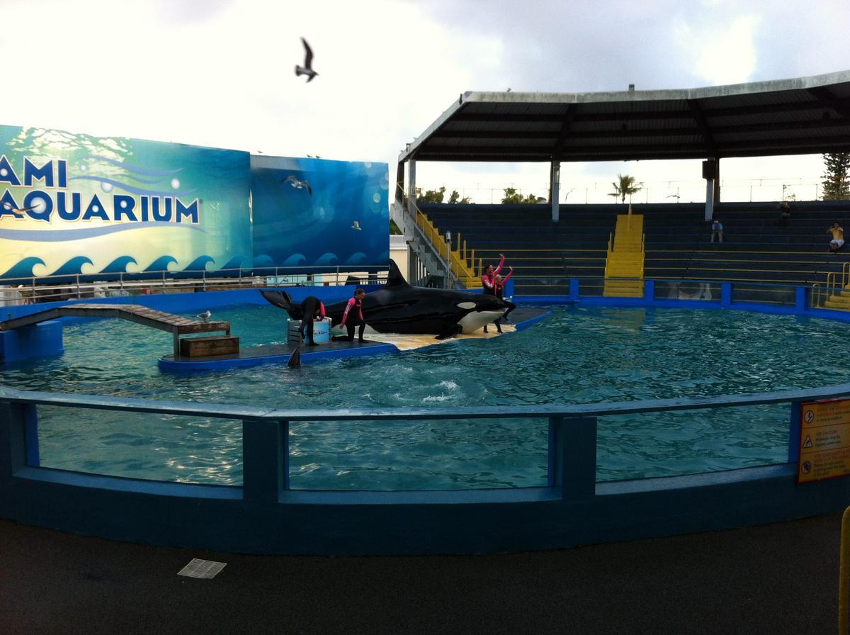Fotografía de archivo en la que se registró a la orca Lolita, durante uno de sus espectáculos, en el Acuario Marino de Miami, en la capital de Florida (EE.UU.). EFE/Mar Gonzalo