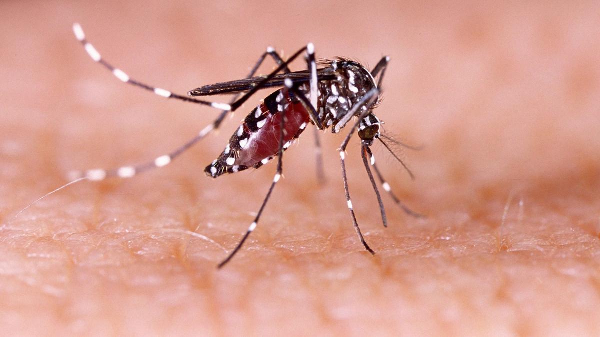 Hallan el compuesto químico que atrae a los mosquitos del Zika y el dengue