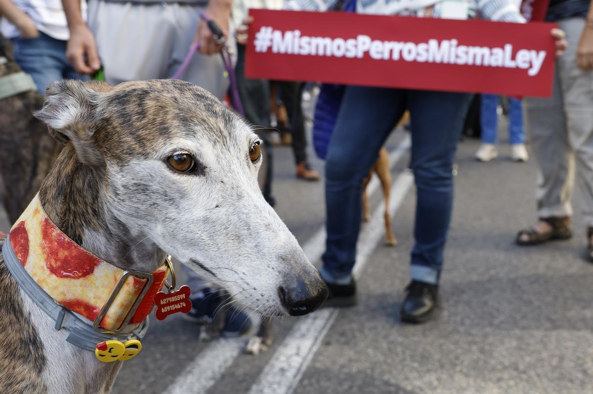 Unidas Podemos y PSOE aplazan la tramitación de la ley de bienestar animal  por los perros de caza
