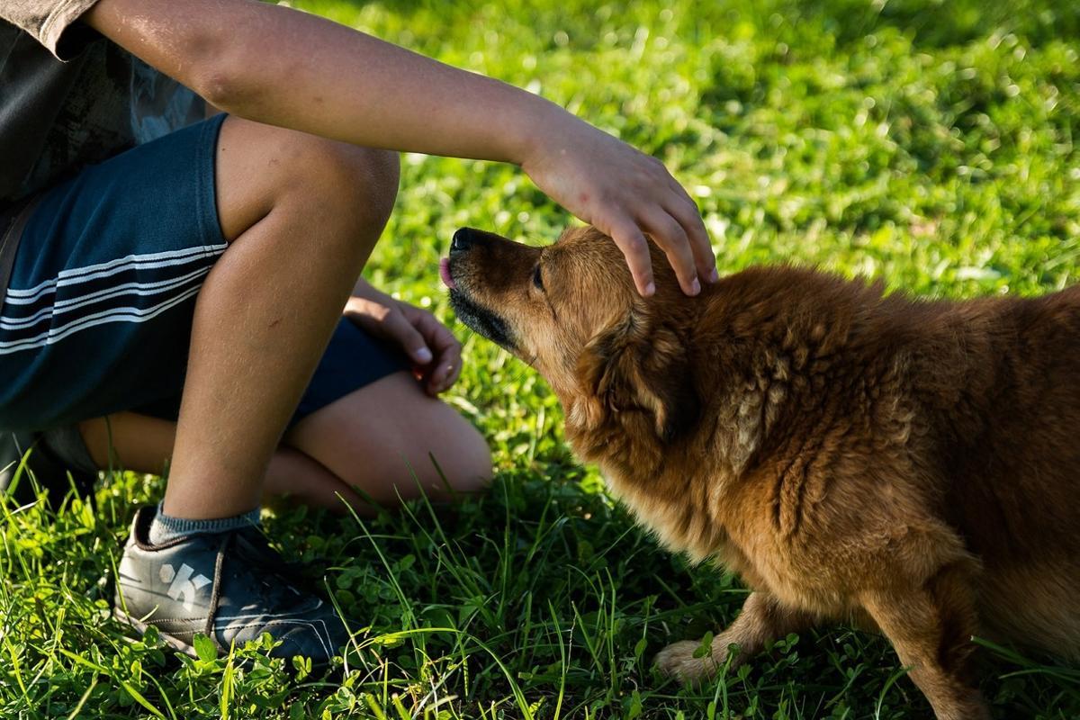Los perros están pidiendo algo concreto cuando realizan alguno de estos cuatro gestos: ¿Lo hace tu mascota?