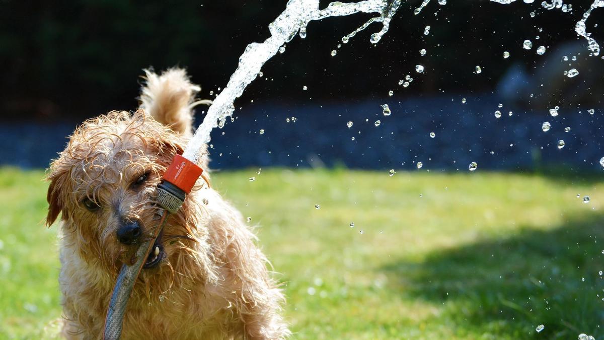 ¿Cómo evitar el golpe de calor en perros?