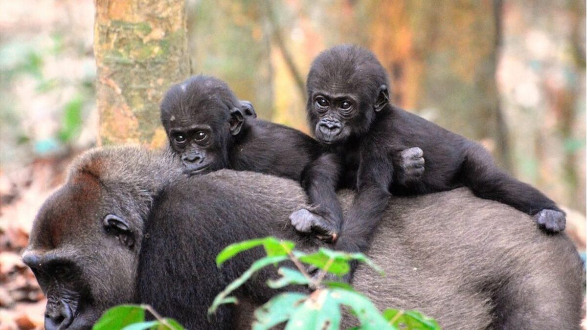 El 50% de los grandes simios perderá su hábitat en 2050 por el cambio climático El 50% de los grandes simios perderá su hábitat en 2050 por el cambio climático