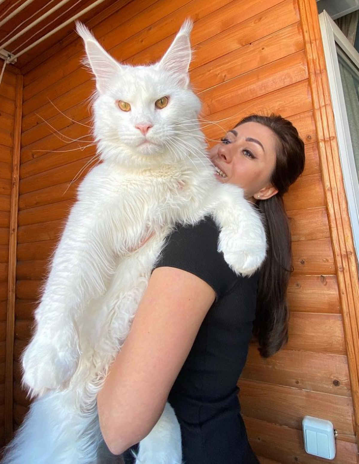 Bourgeon segundo Folleto FOTO | 12 kilos y un metro y medio: así es el gato más grande del mundo