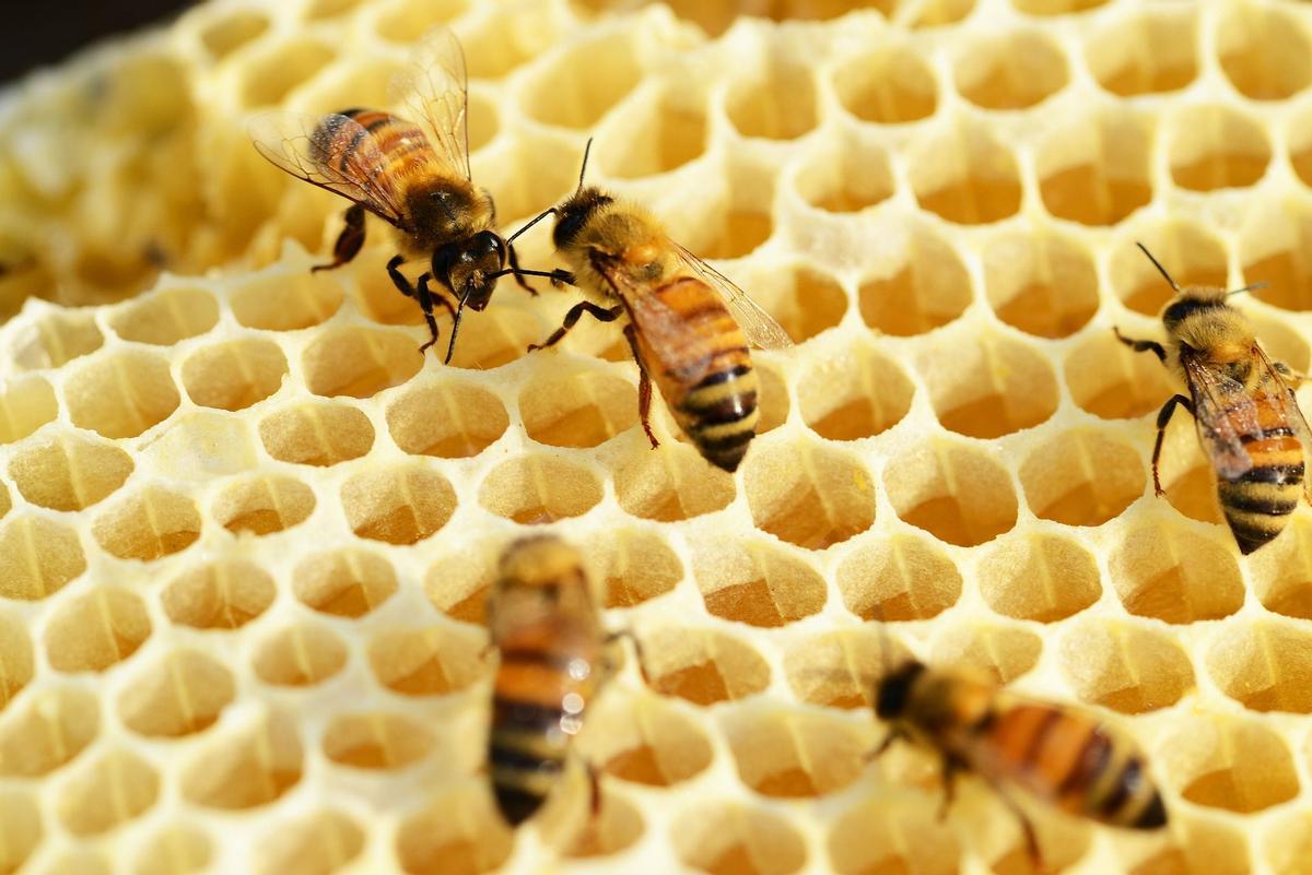 Viladecans acull una jornada sobre la protecció i conservació de les abelles