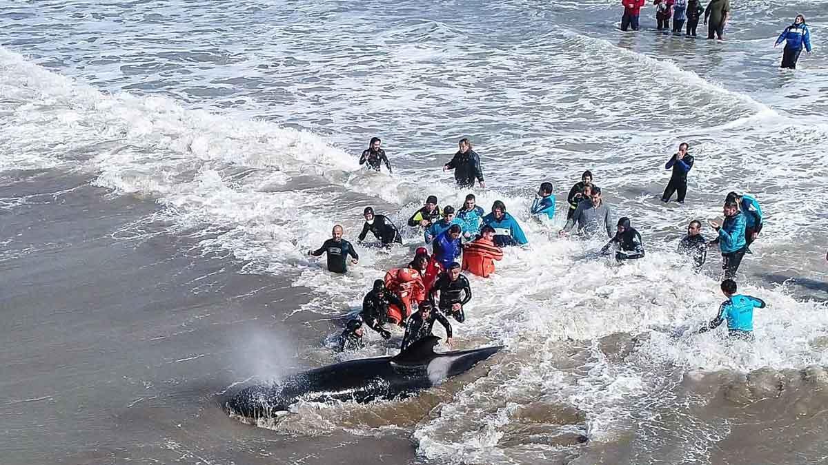 Emocionant rescat d'un grup d'orques a l'Argentina