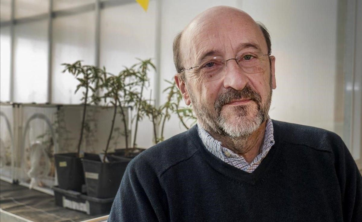 El investigador Pere Puigdomènech. El investigador Pere Puigdomènech.