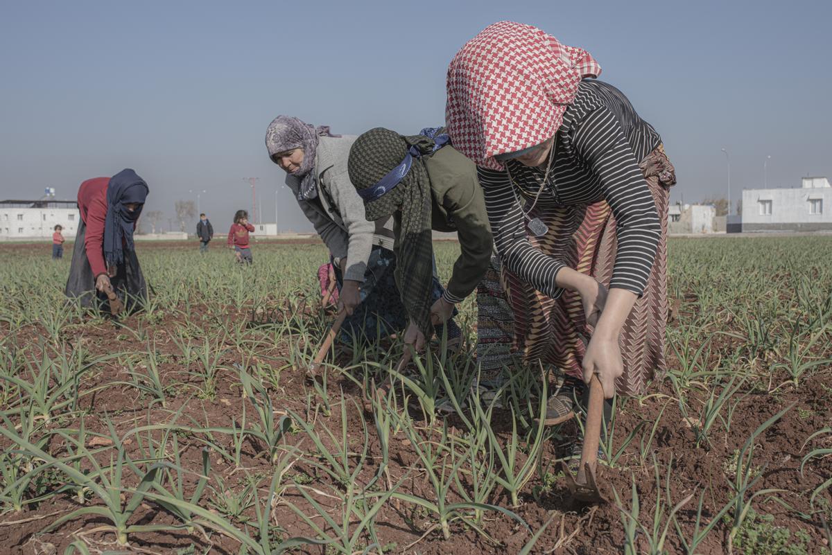 Refugiadas sirias trabajan en el campo de Reyhanli. Refugiadas sirias trabajan en el campo de Reyhanli.