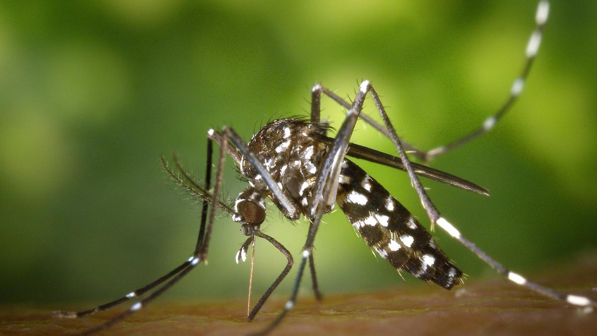 Mosquito Aedes japonicus, transmisor del virus del Nilo.