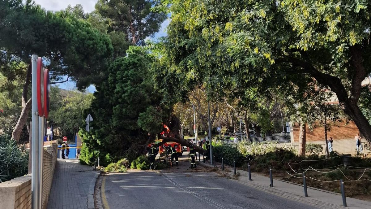 Cau un arbre al costat de l’Hospital de la Vall d’Hebron de Barcelona Cau un arbre al costat de l’Hospital de la Vall d’Hebron de Barcelona
