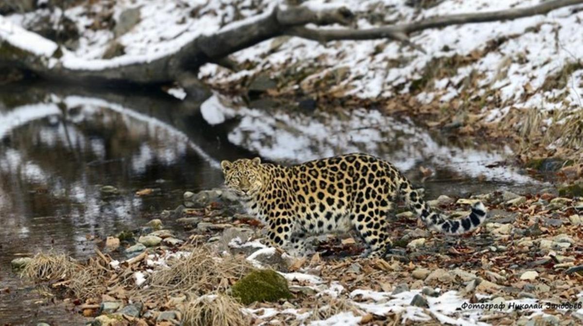 Leopardo del Amur fotografiado en en el parque nacional Tierra de Leopardo, en el extremo oriental de Rusia.