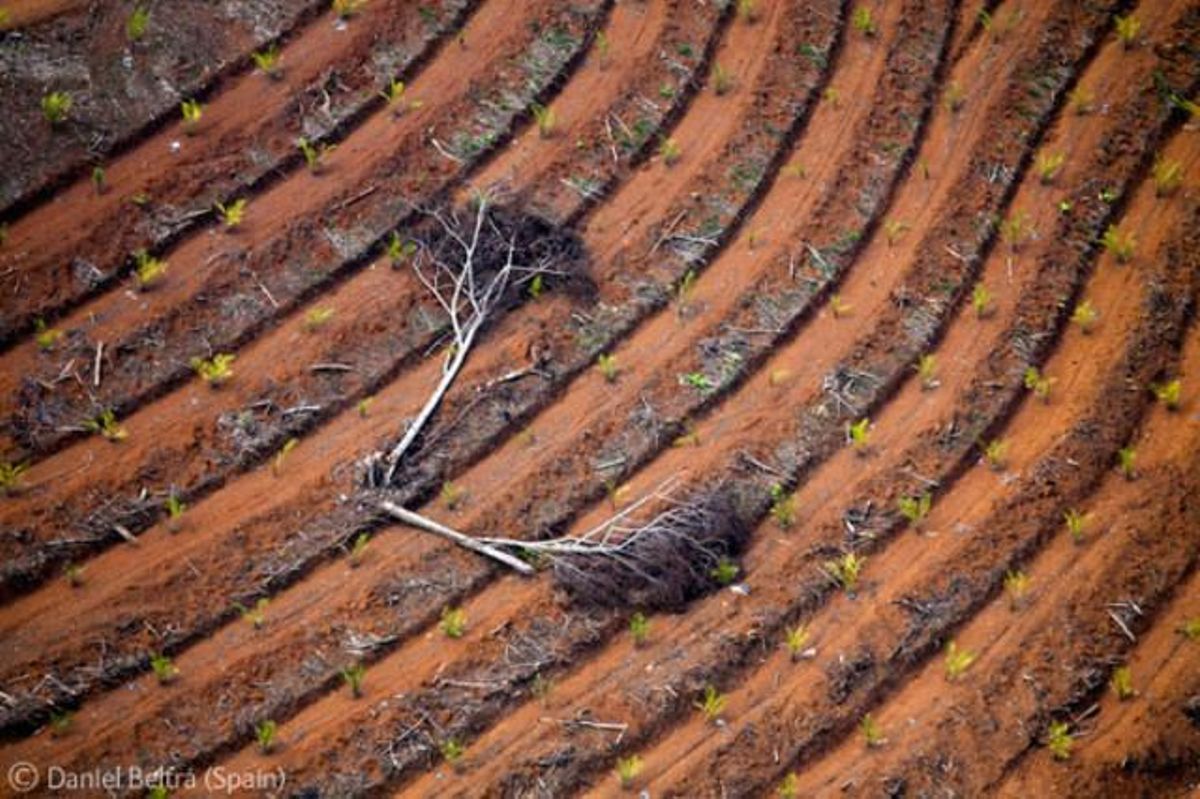 El último corte. Destrucción de los últimos árboles en una zona de Indonesia, fotografiados por el español Daniel Beltrá. El último corte. Destrucción de los últimos árboles en una zona de Indonesia, fotografiados por el español Daniel Beltrá.