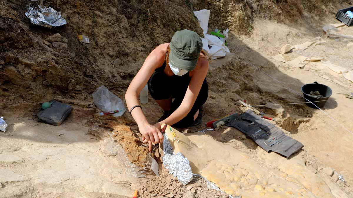 Descubiertos restos de cocodrilo y de rinoceronte de hace 16 millones de años en un yacimiento en Subirats.