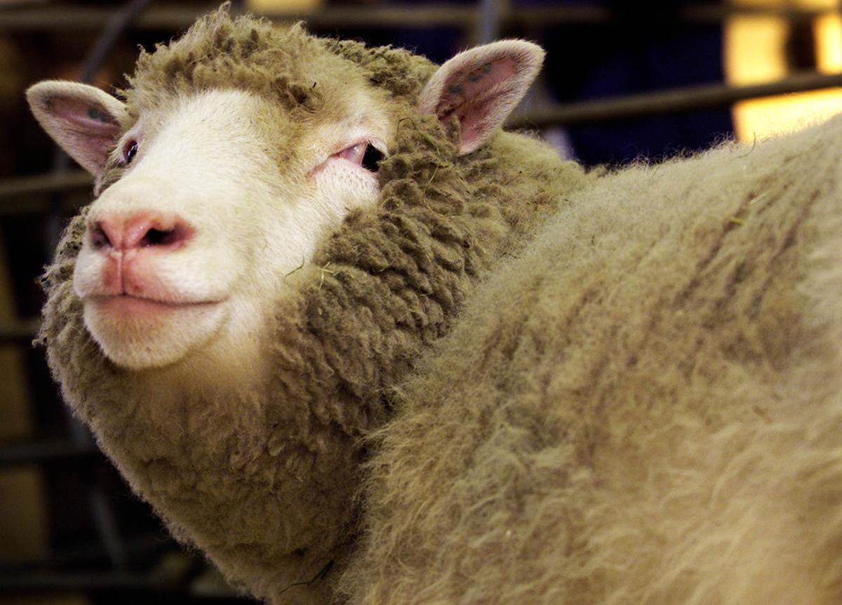 Dolly, quizá la oveja más famosa del mundo.