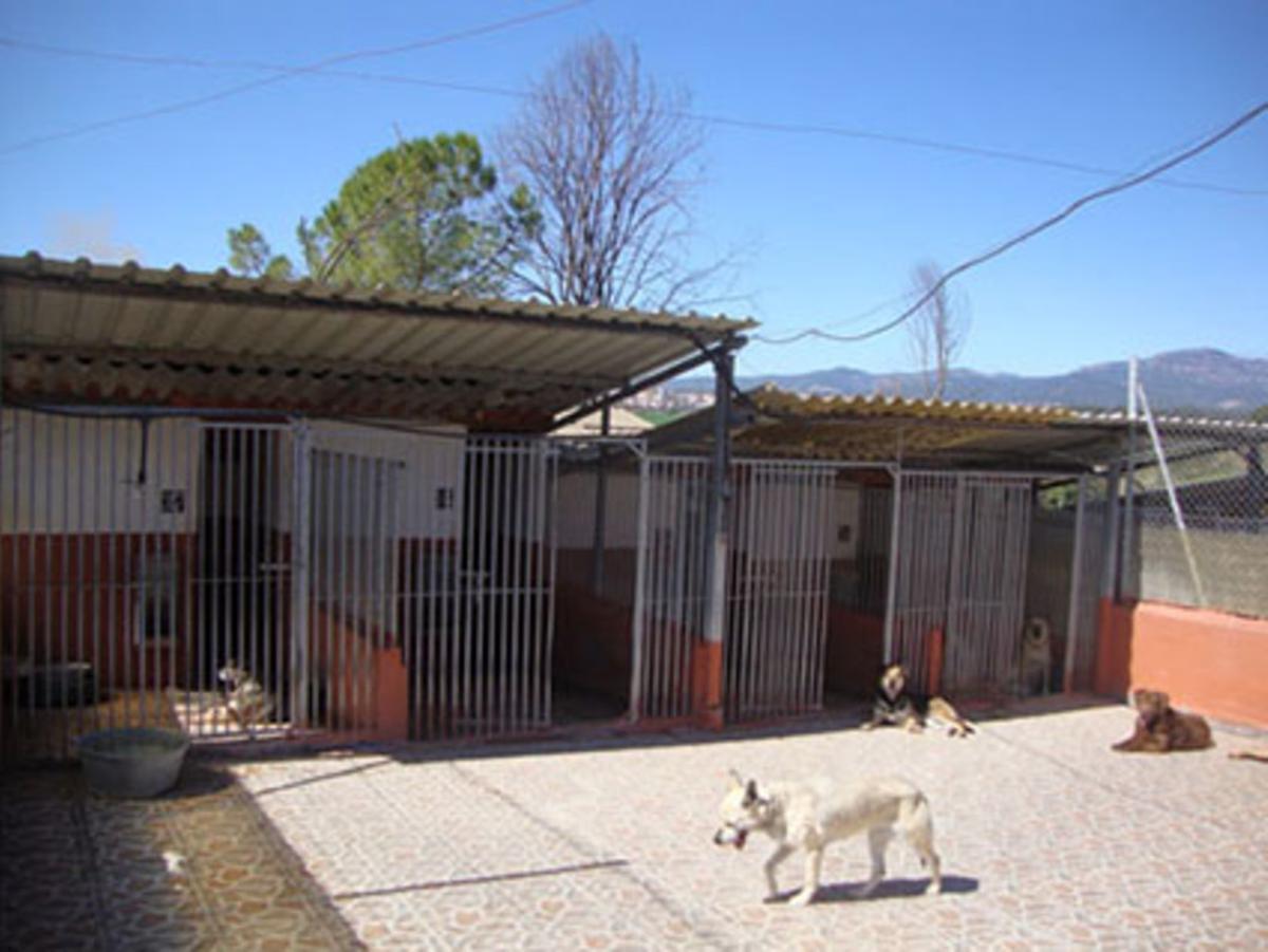 La Liga Protectora de Animales de Sabadell continua su campaña de adopciones de gatos.