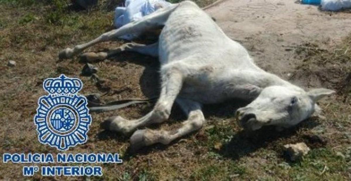 Uno de los caballos hallados en la finca de La Línea de la Concepción (Cádiz). Uno de los caballos hallados en la finca de La Línea de la Concepción (Cádiz).