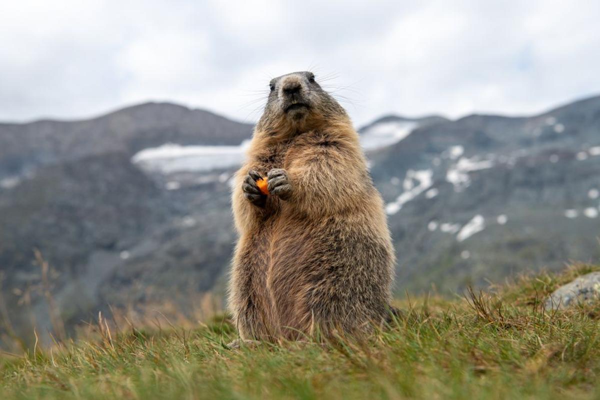 Muere la marmota de Quebec antes de pronosticar el invierno
