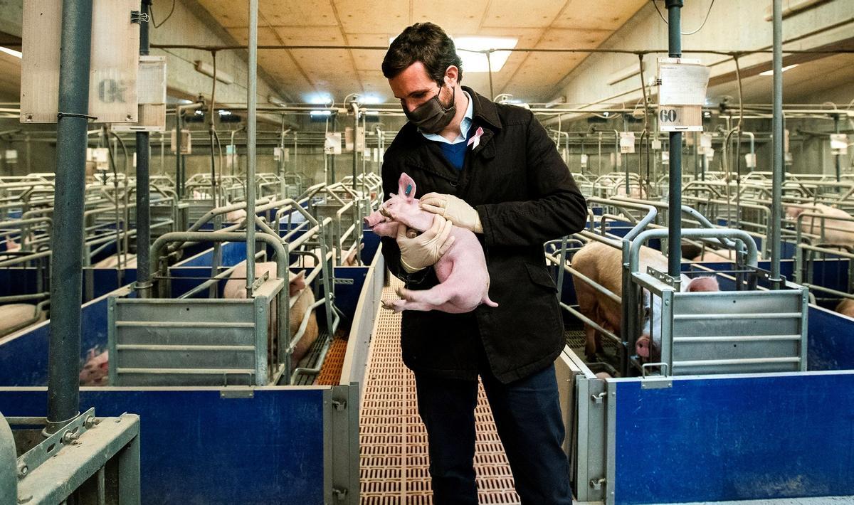 Pablo Casado en una granja porcina en Castellnou de Seana, en la provincia de Lleida, hace unos días.