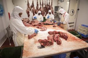Menjar senglar per frenar la plaga: el Govern insta a consumir la seva carn a casa i els restaurants