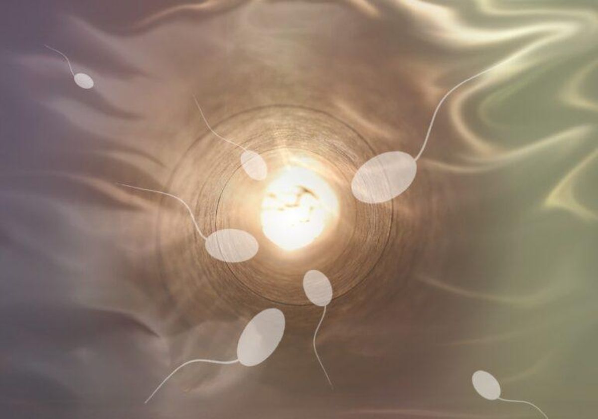 Crean espermatozoides en laboratorio utilizando células madre de mono Crean espermatozoides en laboratorio utilizando células madre de mono