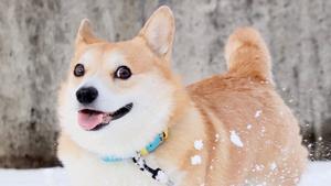 Gen, este perro de raza corgi, jugando con la nieve