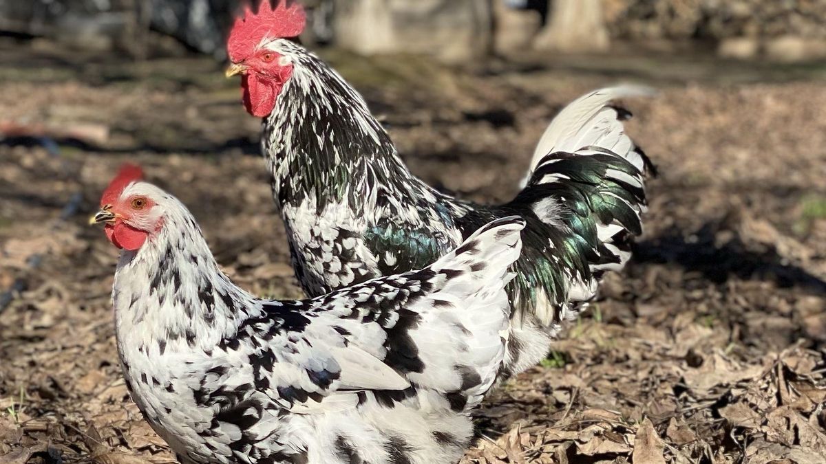 Dos ejemplares de la gallina pita pinta asturiana, amenazada de riesgo de extinción. Dos ejemplares de la gallina pita pinta asturiana, amenazada de riesgo de extinción.