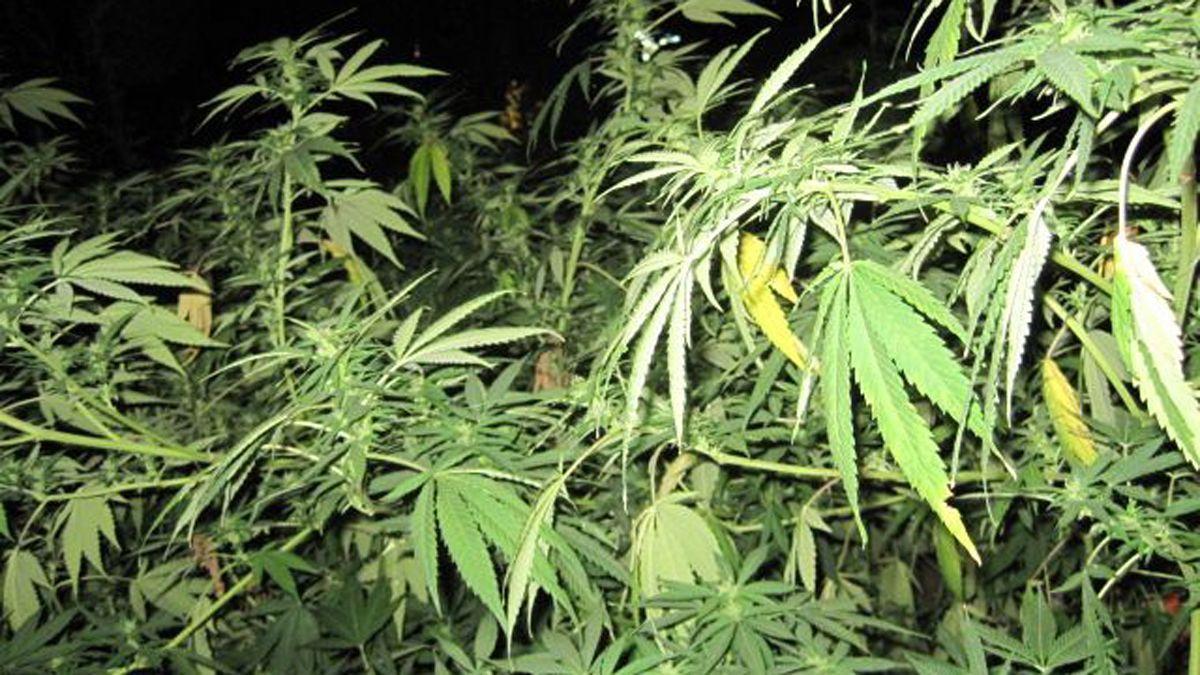 Desmantellen tres plantacions de marihuana a Rubí