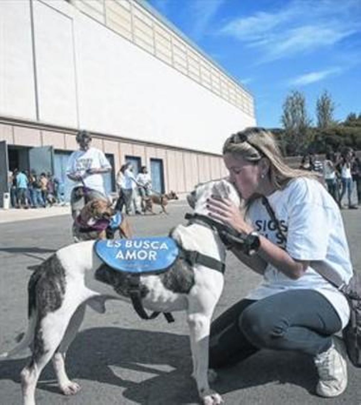 Perros de distintas razas que se exhibían ayer para ser adoptados en el Saló Animaladda, en Montjuïc. Perros de distintas razas que se exhibían ayer para ser adoptados en el Saló Animaladda, en Montjuïc.