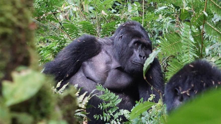 Hunters kill my friend, one of the last mountain gorillas in Uganda