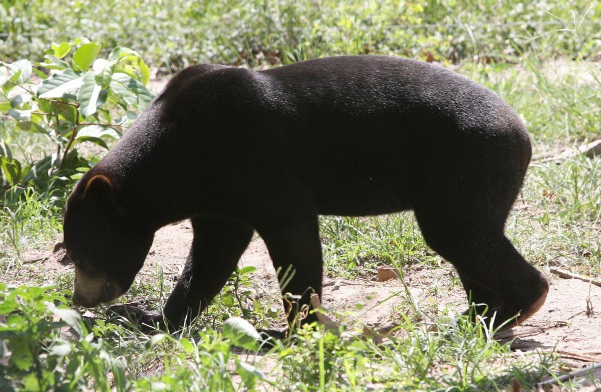 Un oso de aspecto humano, estrella viral del zoológico chino de Hagzhou
