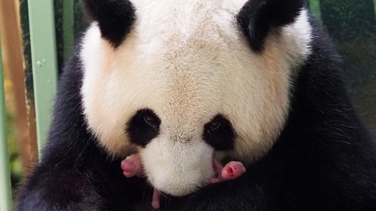 El panda gigante Huan Huan con sus dos crías recién nacidas, en el Zoo de Beauval.