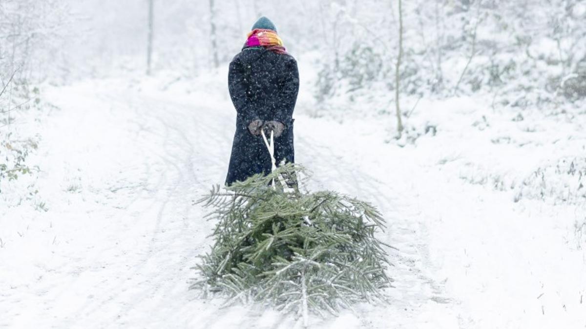 Cuándo se quita el árbol de Navidad y cómo replantarlo en un bosque o jardín